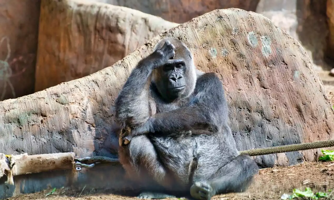 ApeCoin: Decoding the AIP factor in APE’s growth story