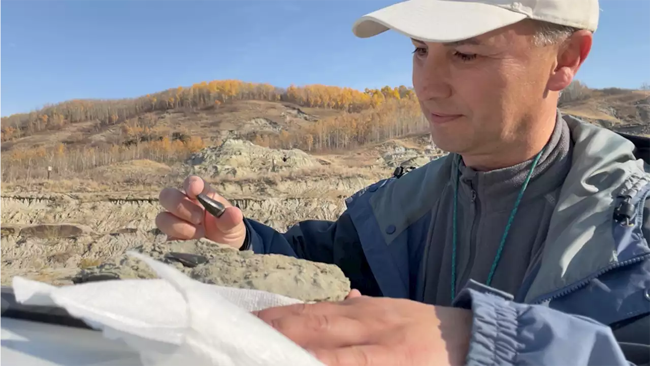 Palaeontologists investigating public reports of fossil finds