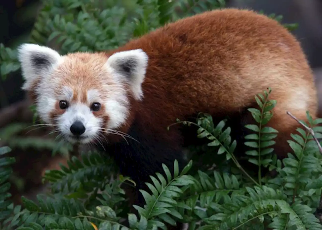 National Zoo Escapee Rusty The Red Panda Has Died