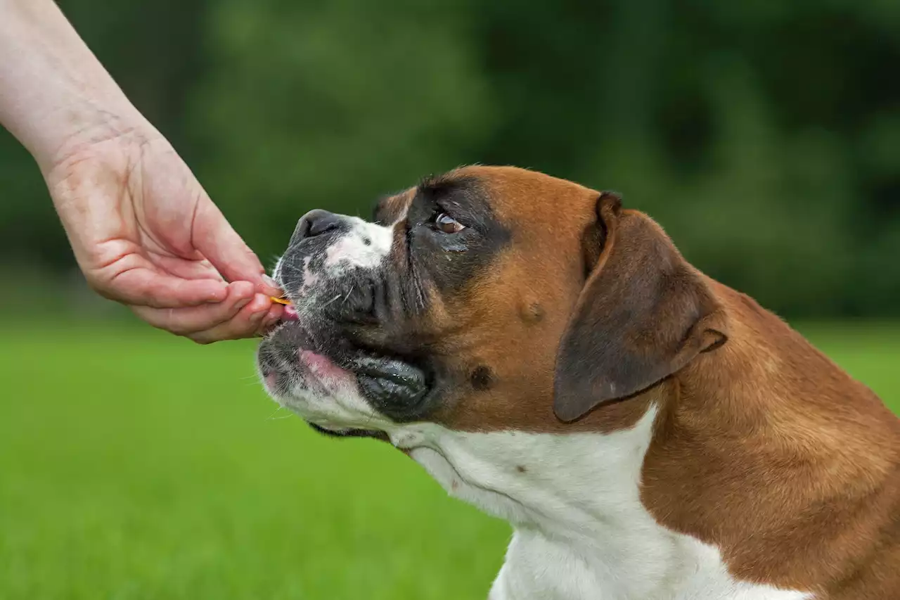 Train a dog to come with a treat – and a bell