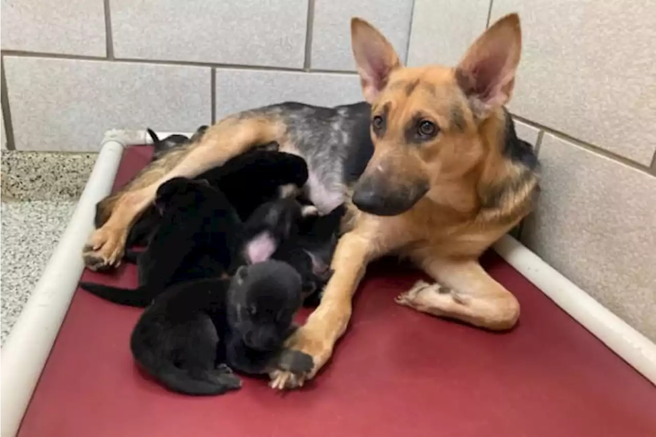 27 dogs rescued from elderly person’s home in Spring, officials said