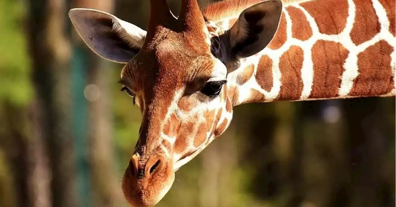 Afrique du Sud : une girafe tue un bébé, enquête ouverte