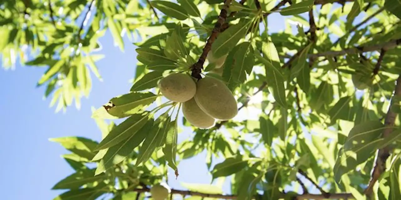 En s’appuyant sur Arterris, La Compagnie des Amandes renforce sa stratégie de souveraineté française