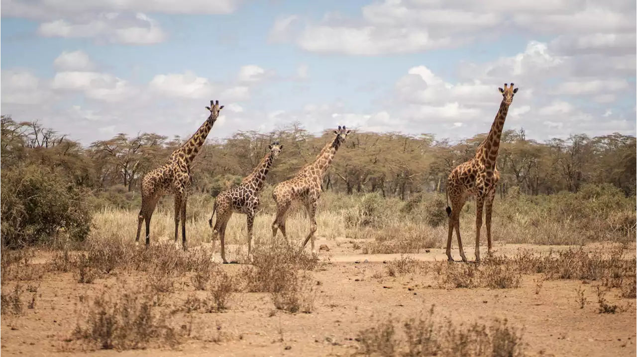 Baby girl, 1, trampled to death by giraffe as mother left fighting for her life