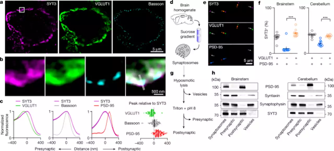 Fast resupply of synaptic vesicles requires synaptotagmin-3 - Nature