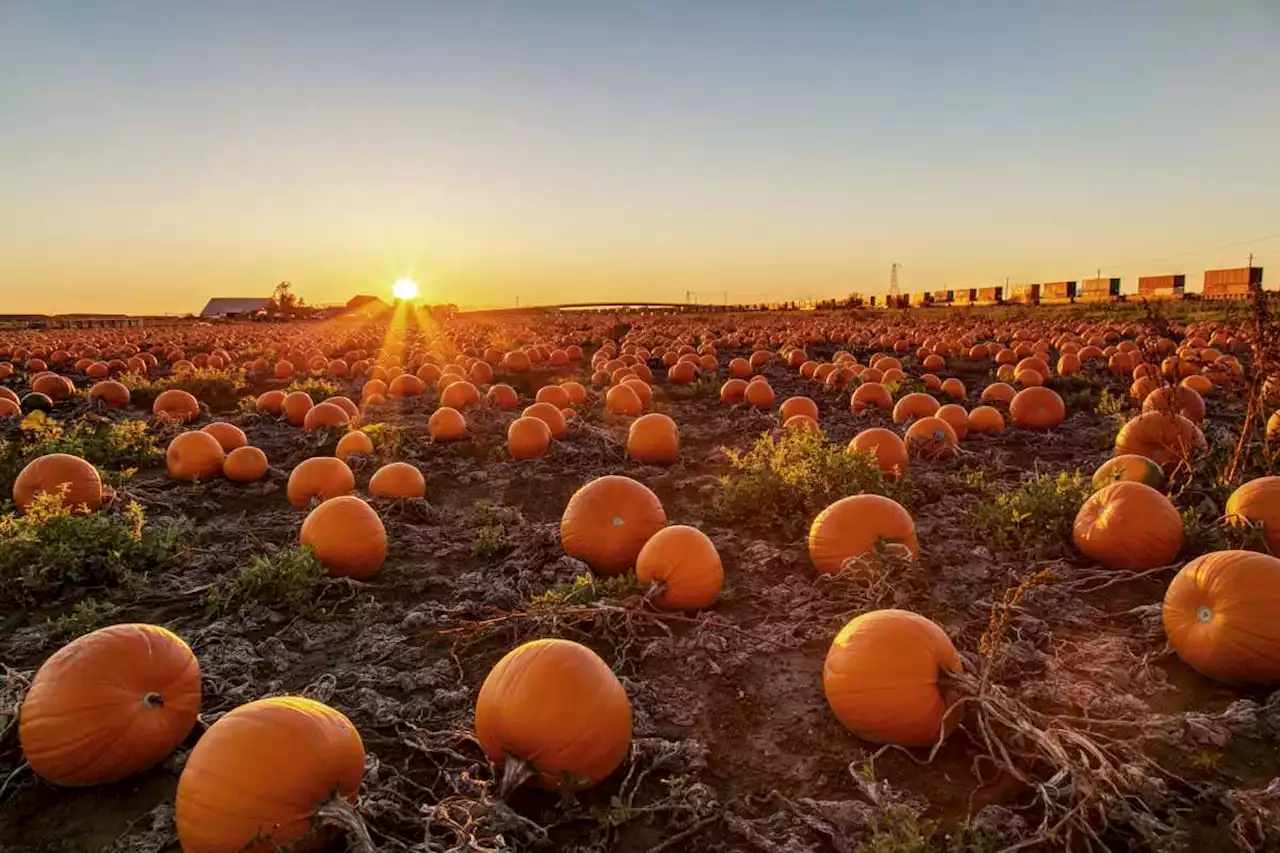 The surprising evolutionary history of pumpkins and squashes