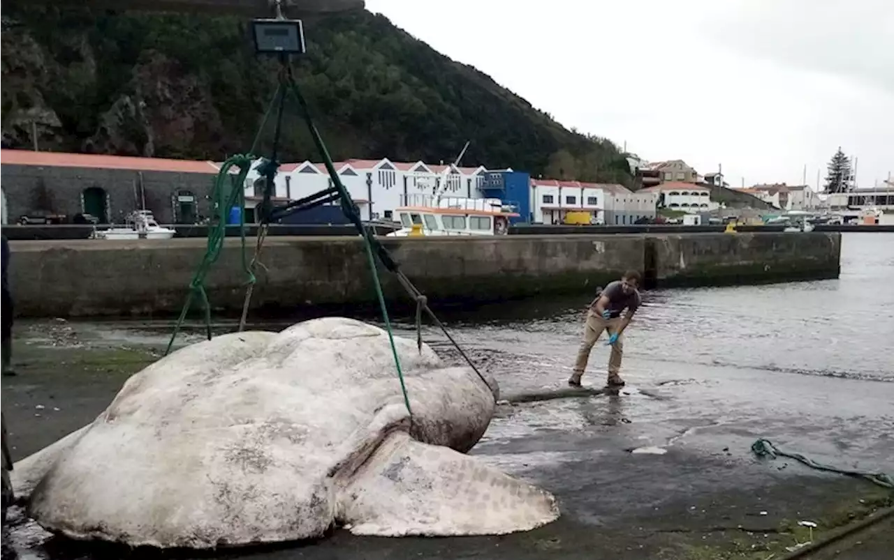 Heaviest Bony Fish Ever Measured Is a Wheel-Shaped Behemoth