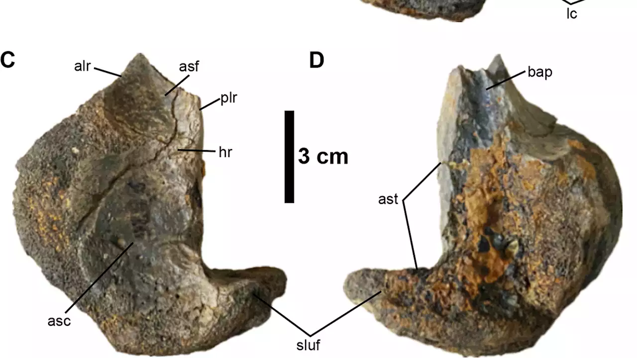 Fossils show gigantic ostrich-like dinosaurs roamed North America