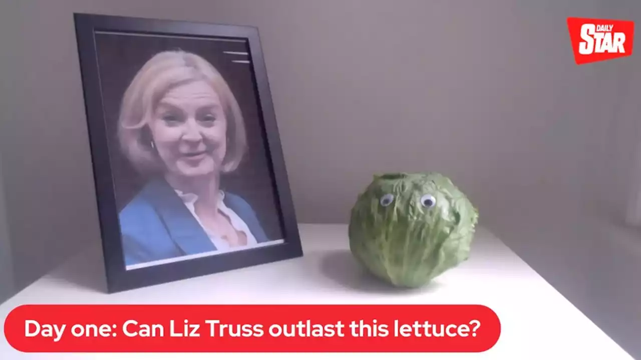 This lettuce is trending on Twitter after Liz Truss resigns as UK Prime Minister - SoyaCincau