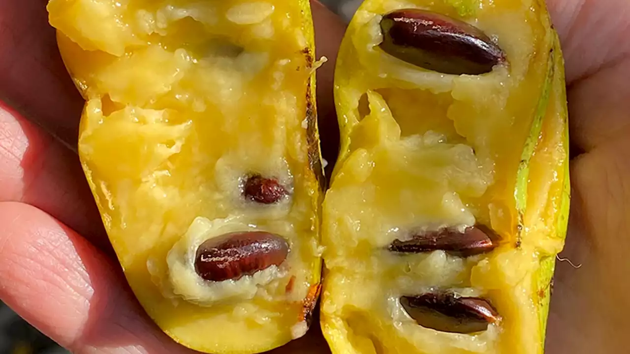 What is a pawpaw? Meet the tropical, North American fruit called the 'Michigan banana'