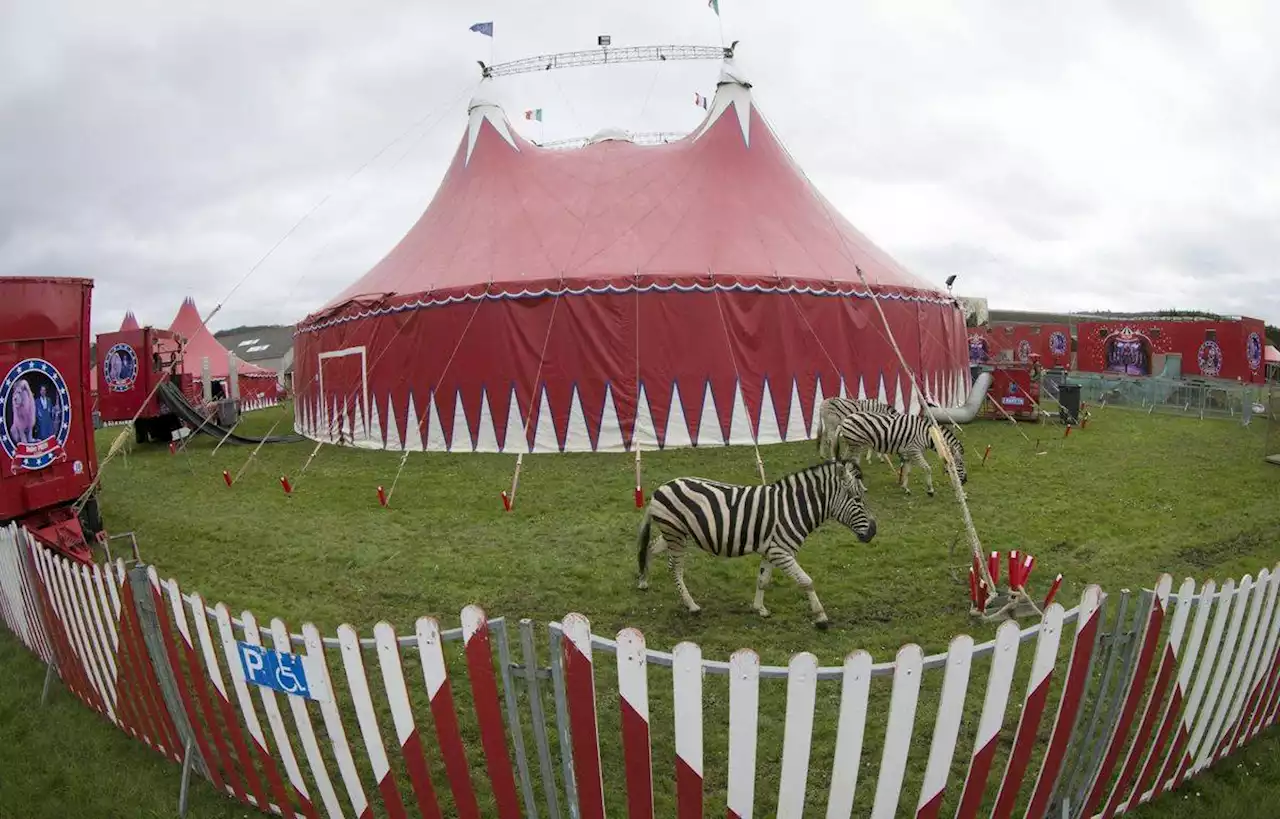 La ville de Chambéry pour l’interdiction des animaux dans les cirques