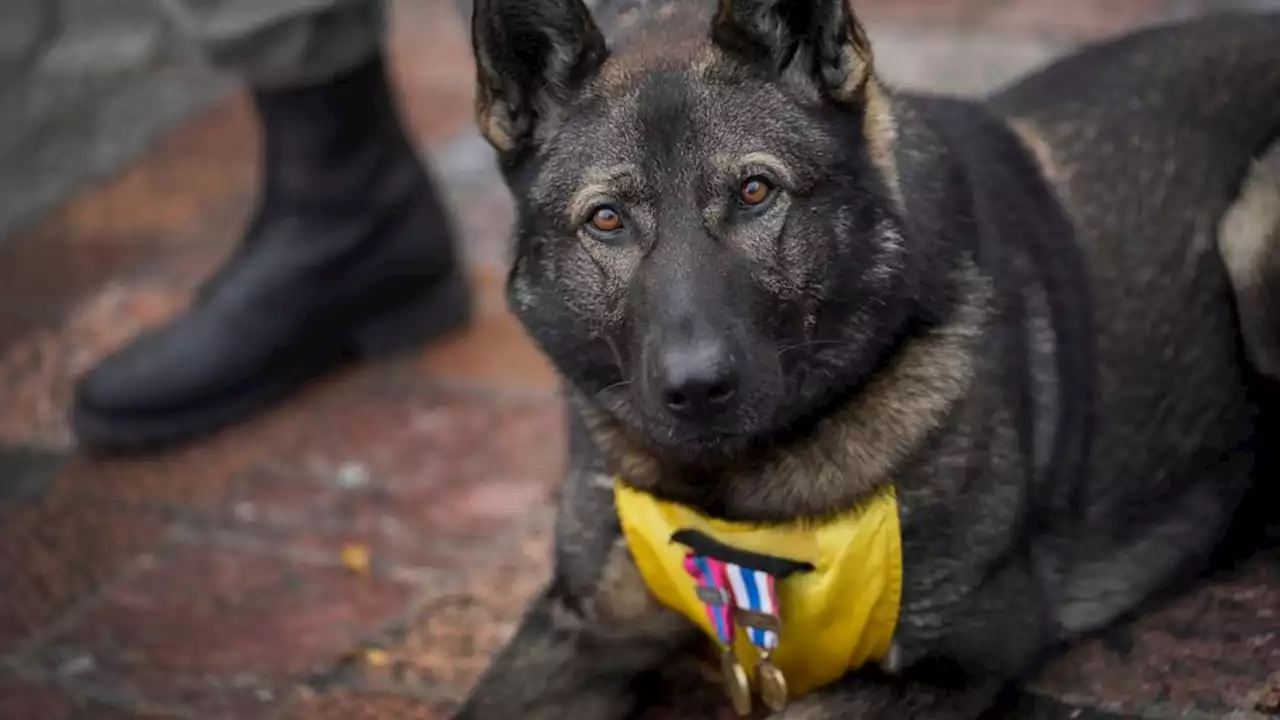 France honors hero dogs, highlighting their achievements