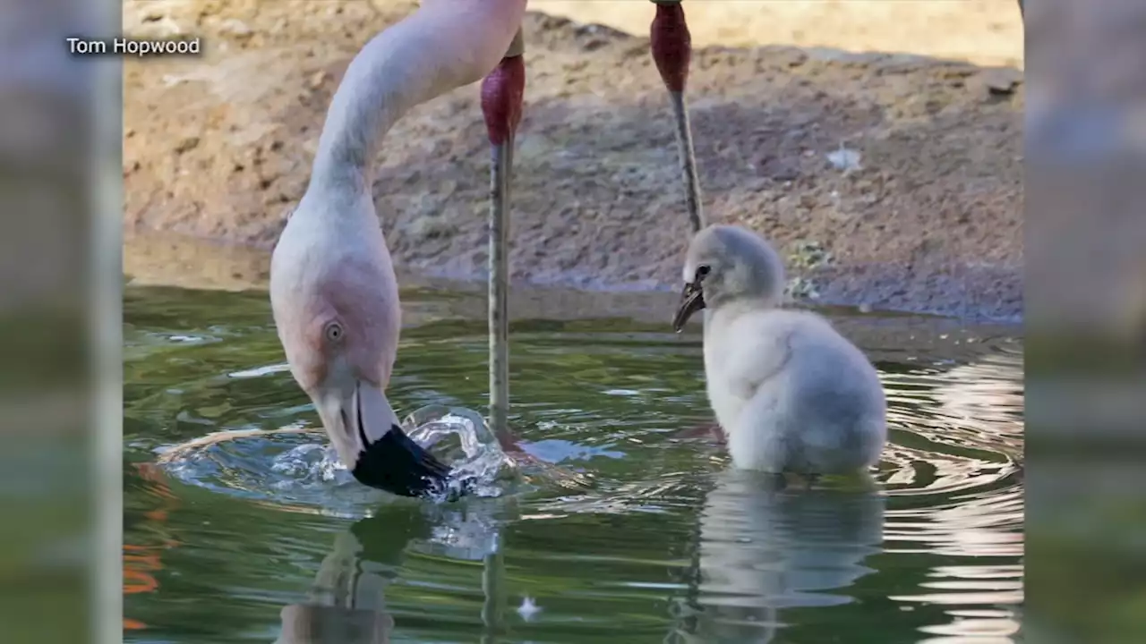 Houston Zoo names newly hatched flamingo chicks after Astros team