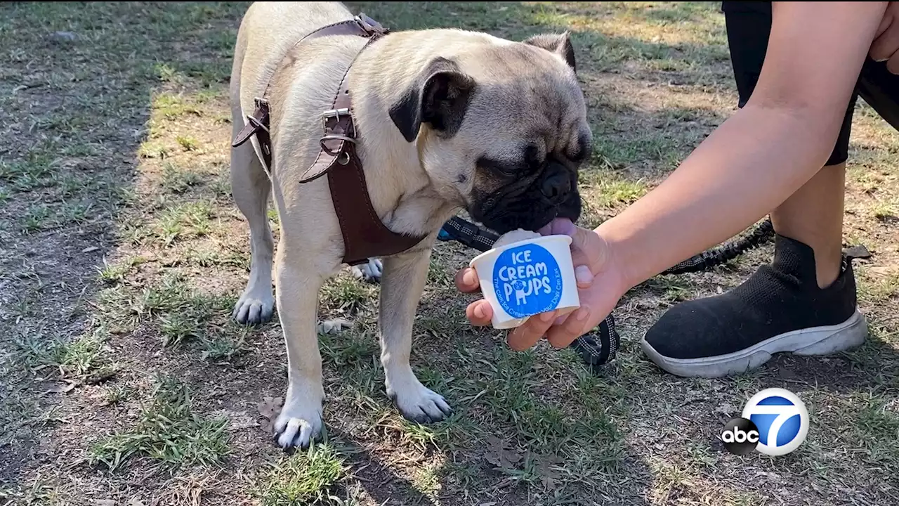 Local woman makes ice cream for dogs and you can find it at the Sepulveda Basin Dog Park