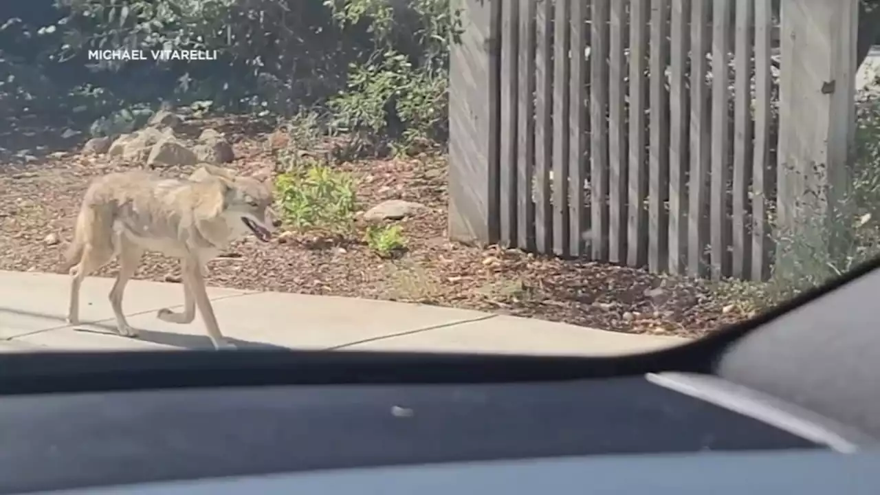 Coyotes in urban spaces: Animals' pandemic habits will be slow to change, expert says