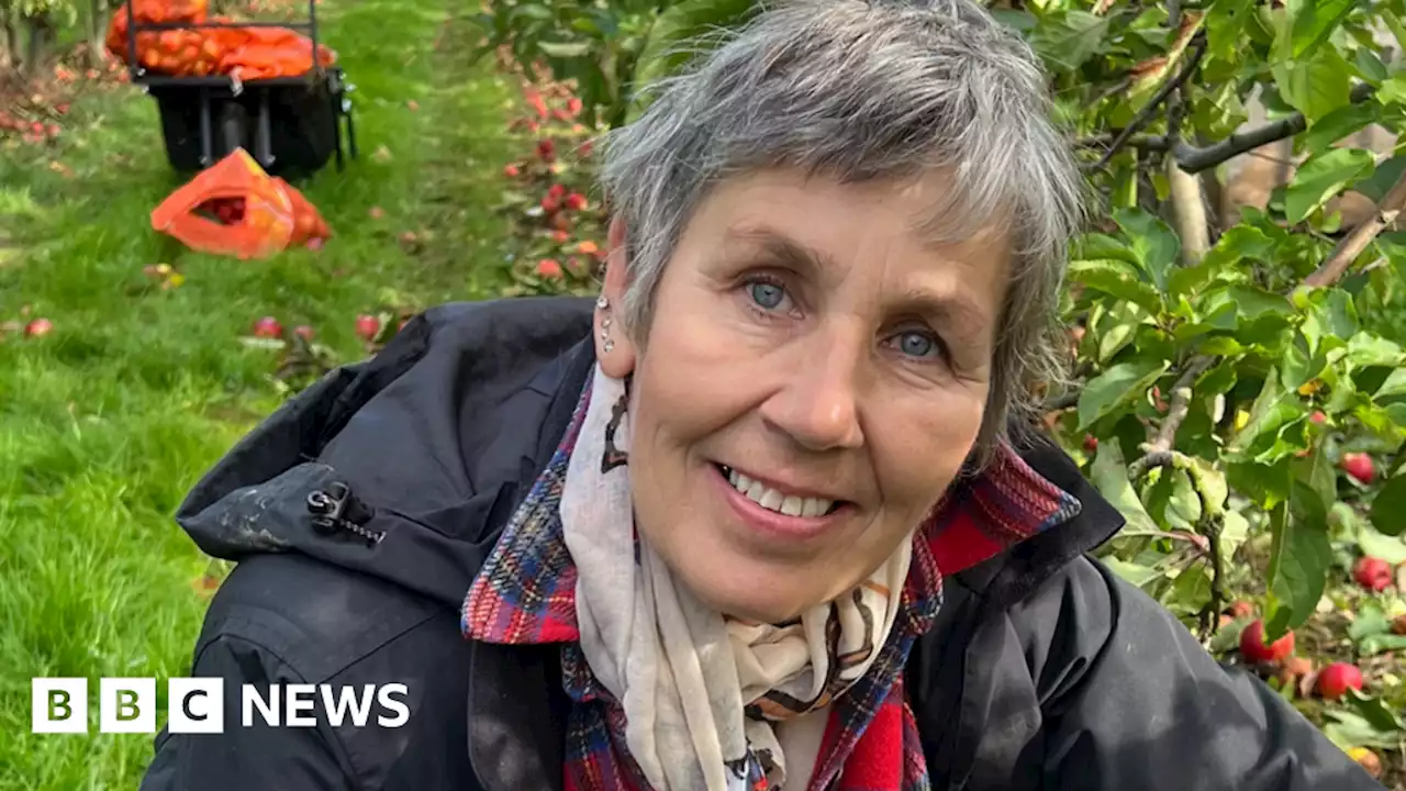 Bury St Edmunds food charity gleaning leftover apples from fields