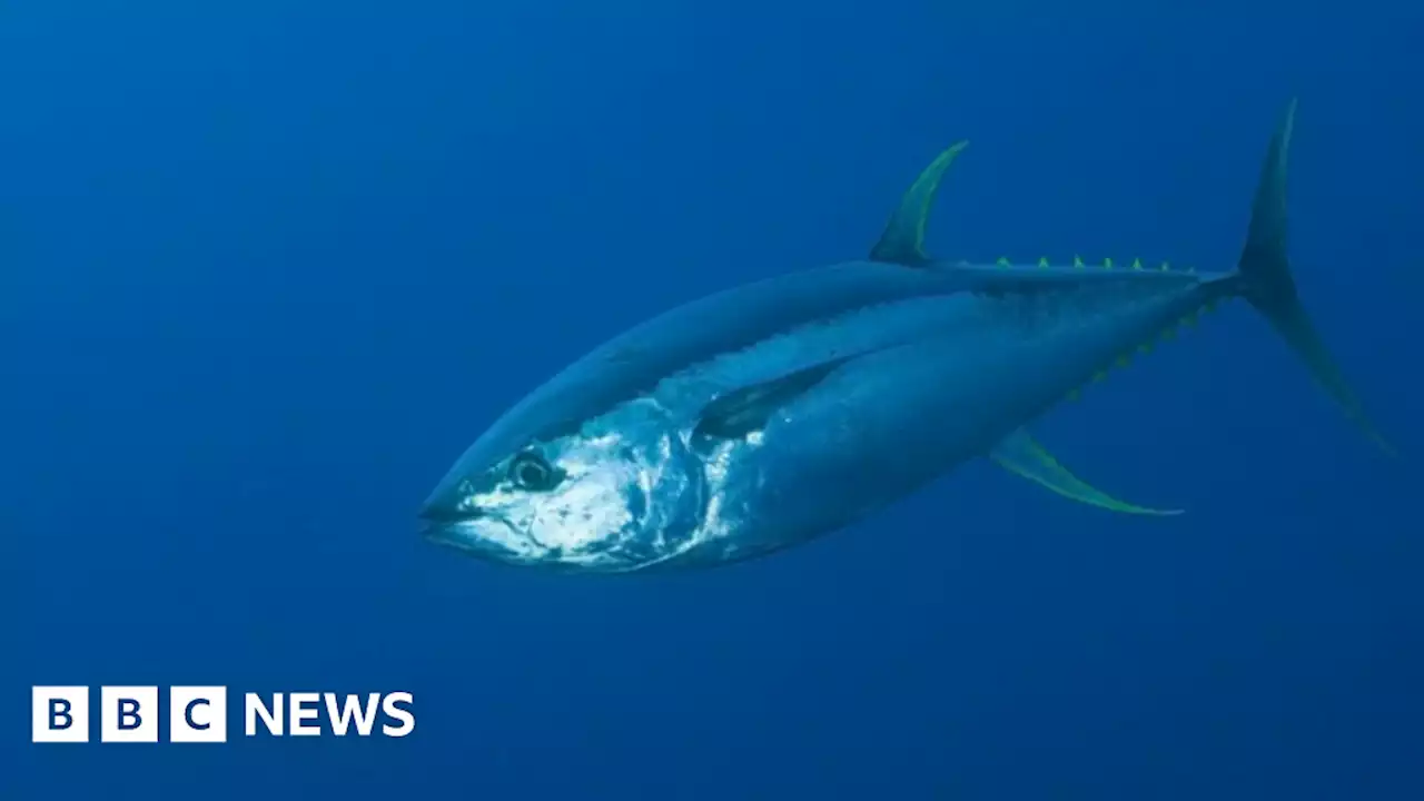 Vast marine protected area 'boosts tuna stocks'