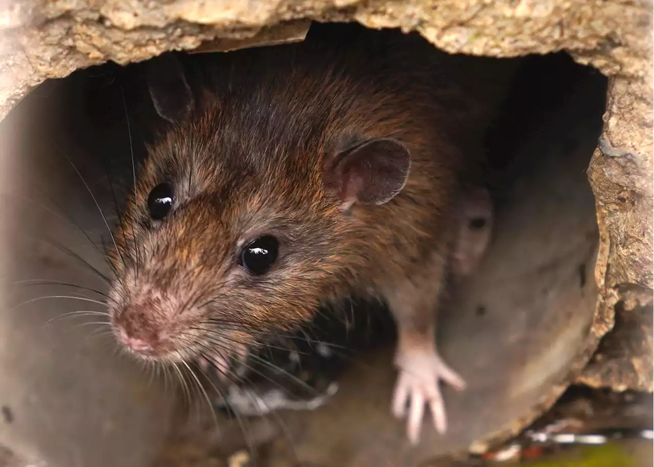 This U.S. City Has the Biggest Rat Problem, New Data Shows