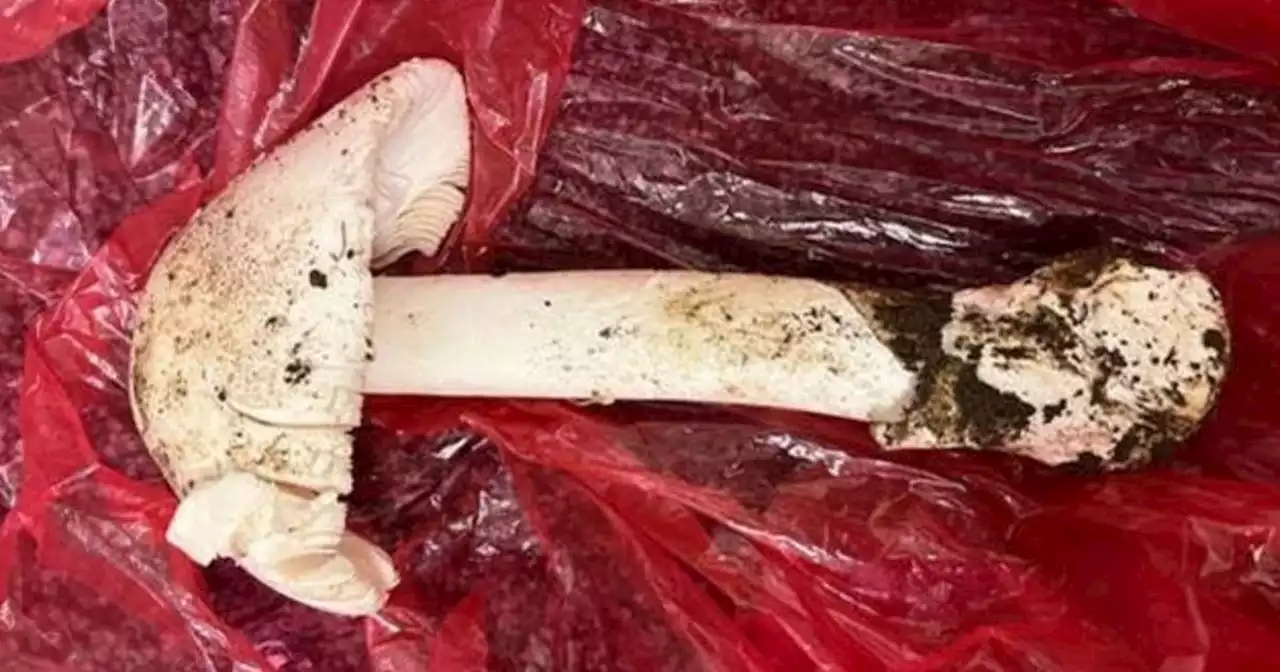 UMass Memorial doctors save mother and son who nearly died after eating 'death cap' mushroom