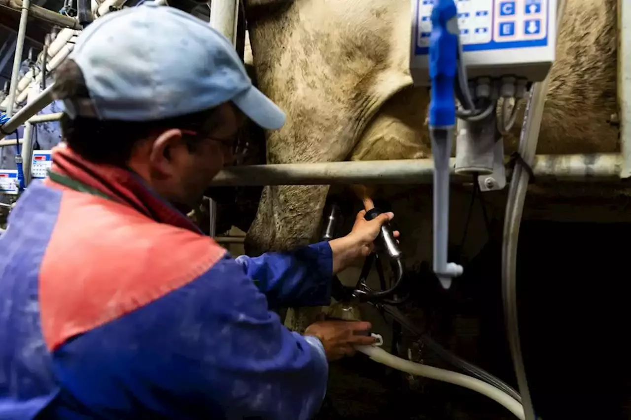 La Hausse De 32% Du Prix Du Lait Payé Par Lactalis, 'une Bouffée D ...