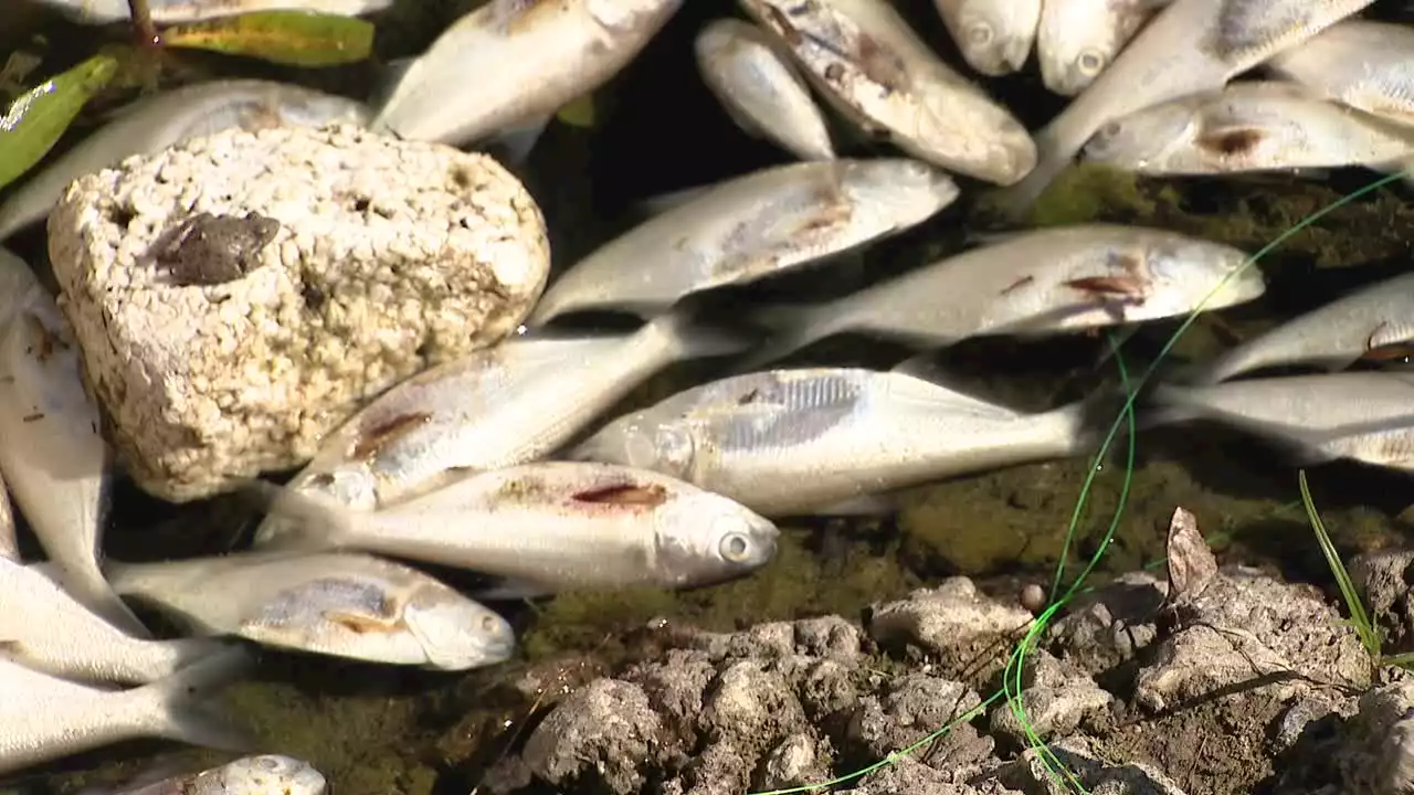 Hundreds of dead fish wash ashore Trinity River in Fort Worth