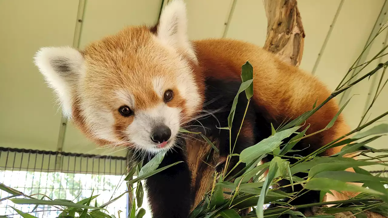 Rusty the red panda, known for escaping the National Zoo as a young cub, dies unexpectedly