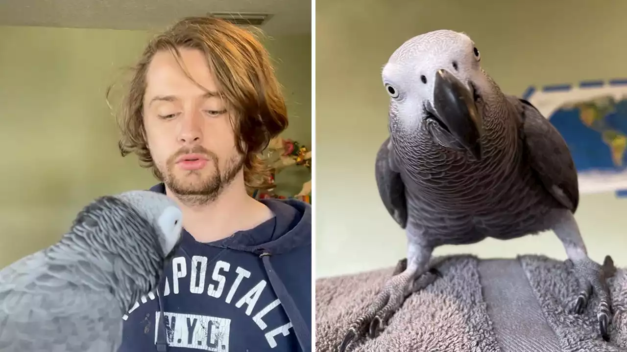 Watch this brilliant bird: Apollo, an African grey parrot, amazes internet with his smarts, vocabulary