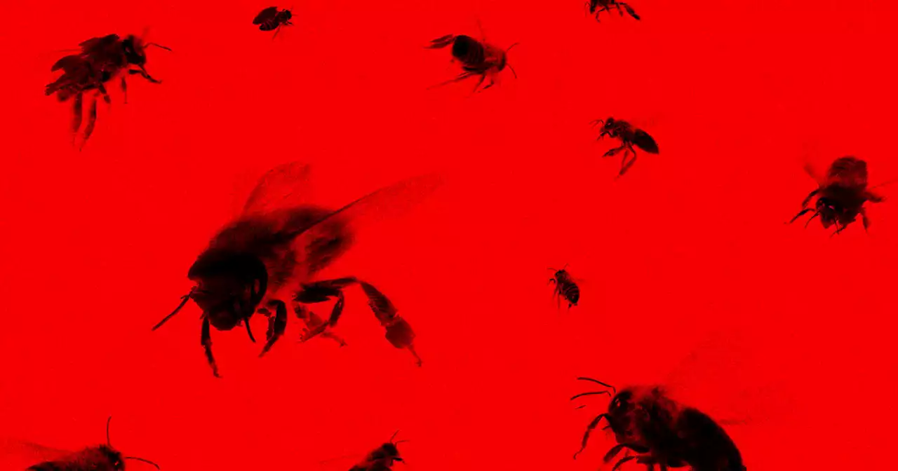 Woman Attacks Police With Swarm of Furious Bees