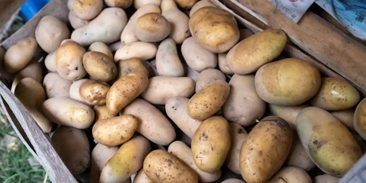 Mauvaise récolte : l’industrie de la pomme de terre frappée de plein fouet par la chute de la production