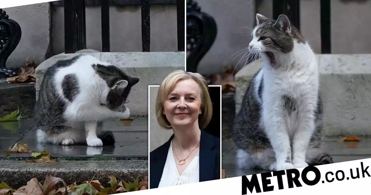 Even Larry the Cat was fed up of the PM as he calls for an end to the 'nonsense'