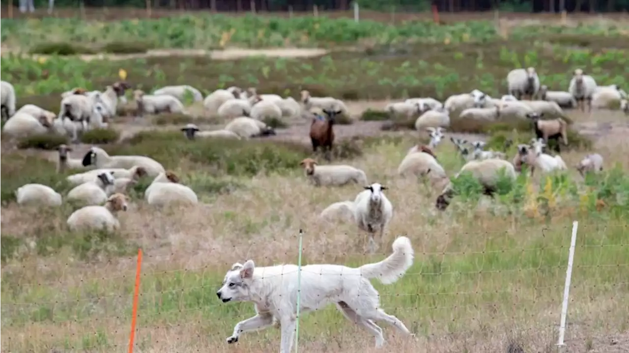 Ausgaben für Schutz vor Wolfsattacken auf Nutztiere gesunken