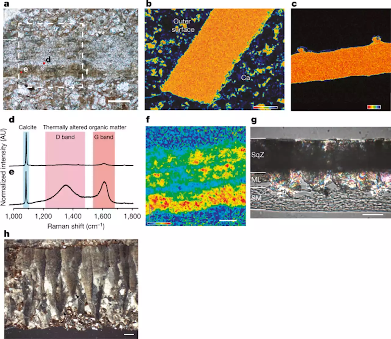 Triassic sauropodomorph eggshell might not be soft - Nature