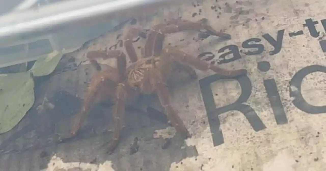 Mum finds orange tarantula 'the size of my hand' in her garden