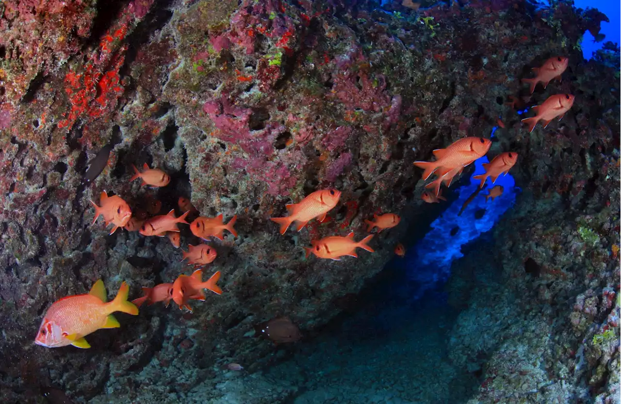 Fish populations thrive near marine protected areas—and so do fishers