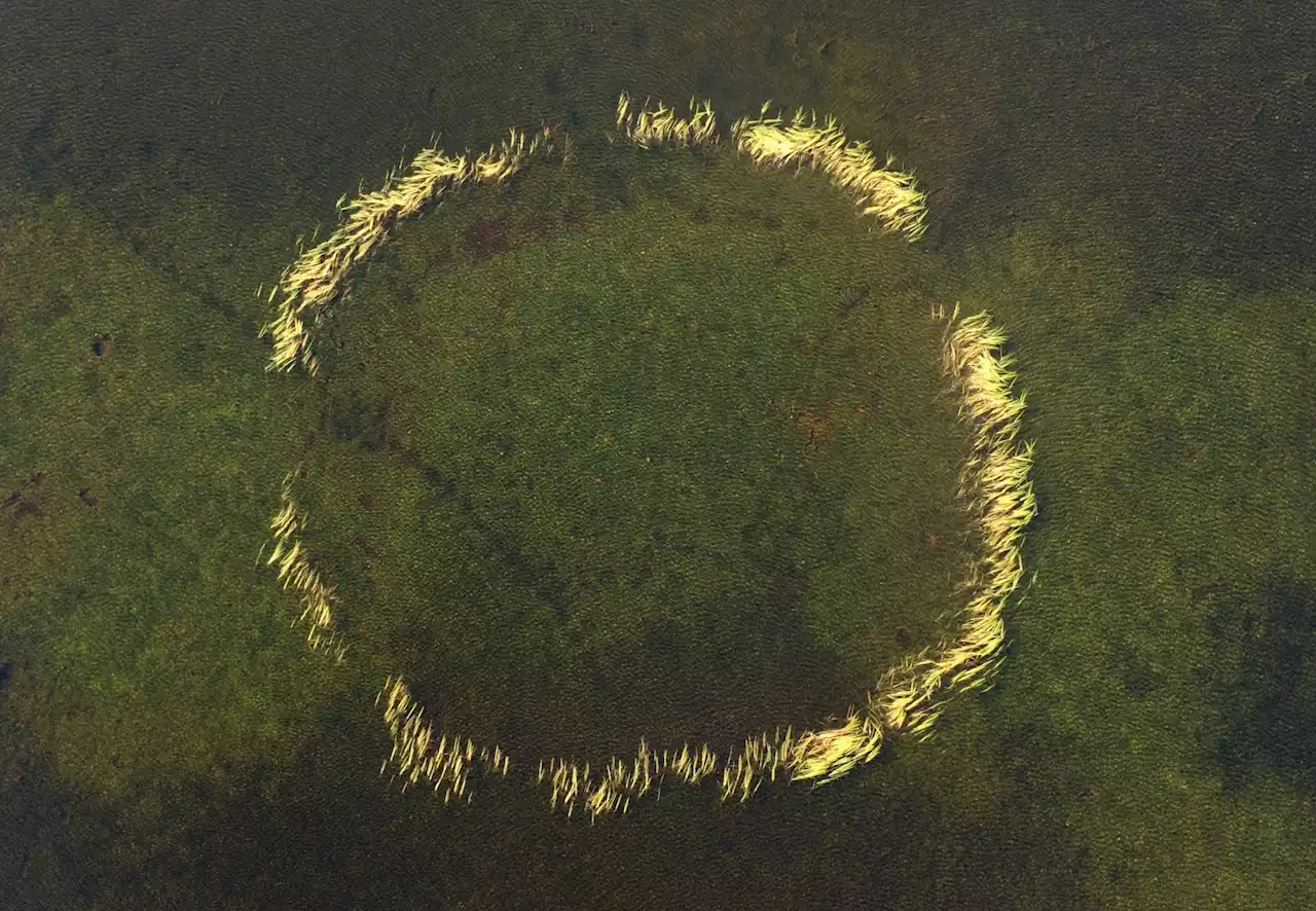 Plant life, pollution or something peculiar? Mysterious organic circle in central Newfoundland pond stumps biologists | SaltWire