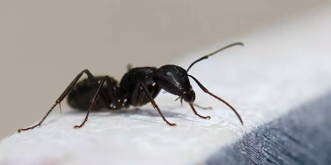 Is This the Real Face of an Ant?