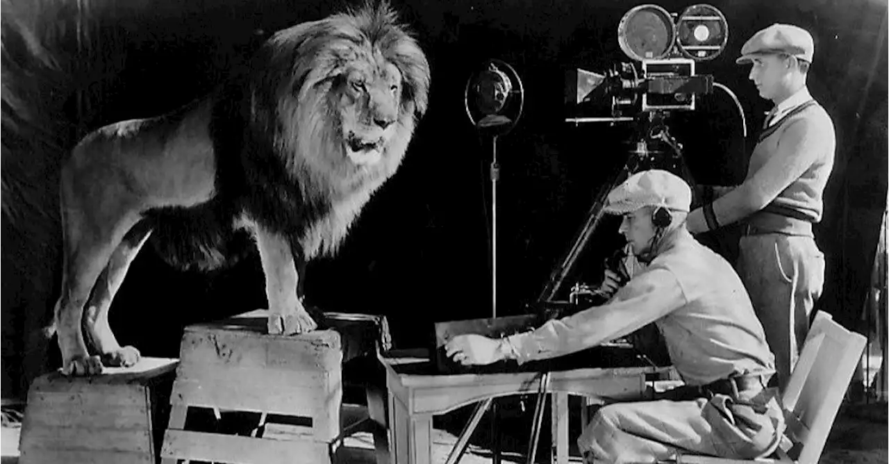 Did the MGM Lion Kill Its Trainer?