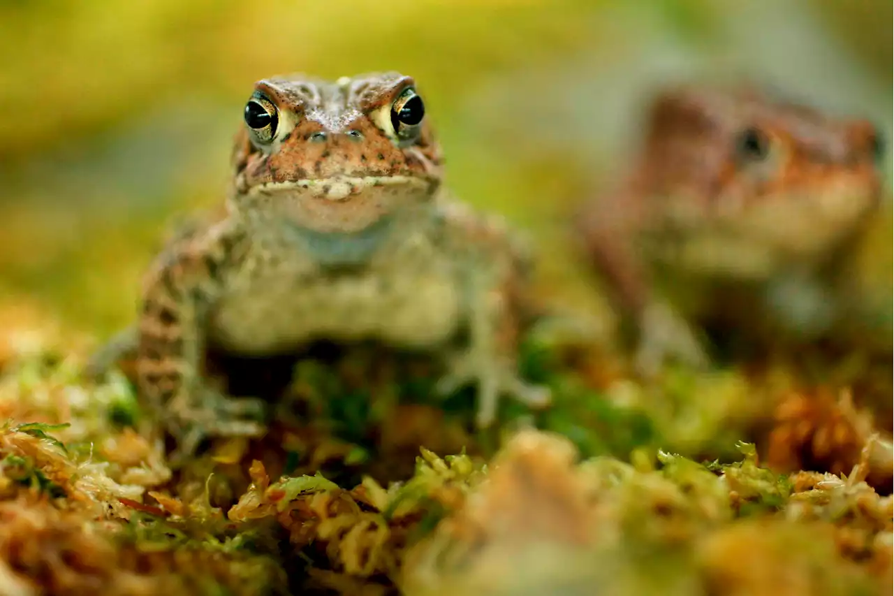 Setting Fires to Save the Houston Toad