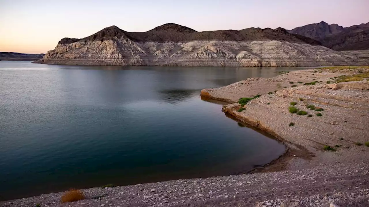 Nevada Boy Dies From Brain-Eating Amoeba After Trip to Lake Mead