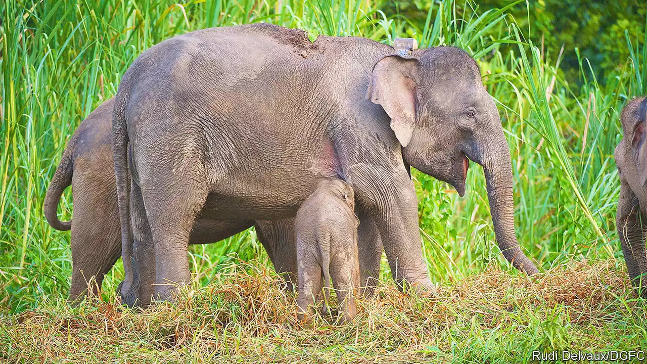 Malaysia’s elephants stay more outside protected areas than in