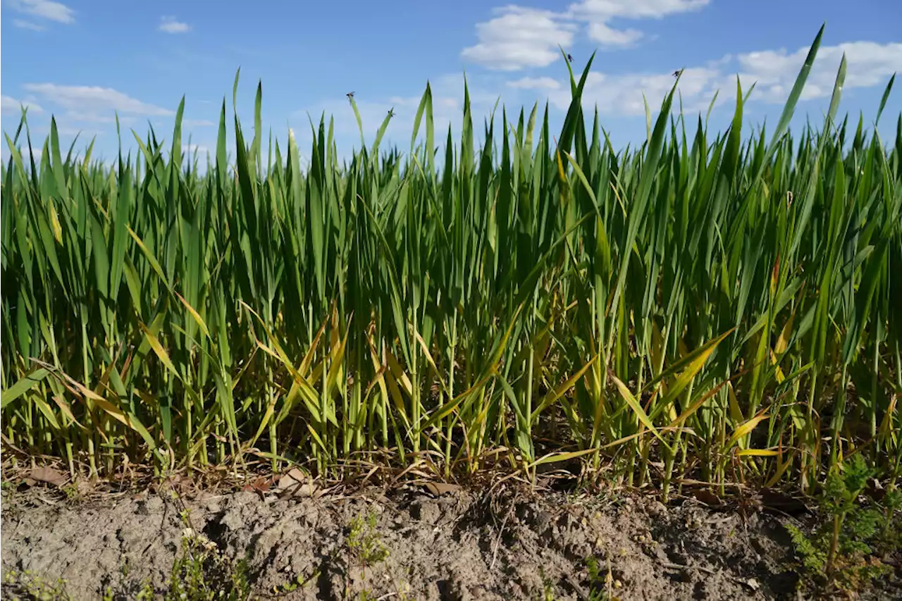 Soil’s Power as a Climate Solution Has Often Been Overlooked. Until Now