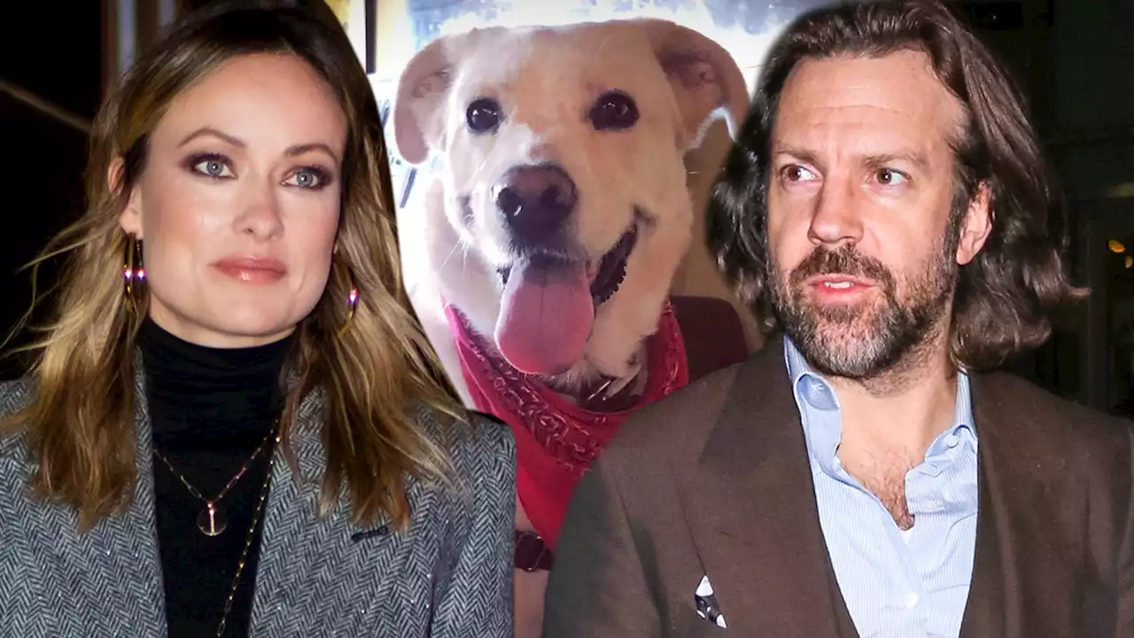 Olivia Wilde & Jason Sudeikis' Alleged Dog Walker Talks Losing Gordon