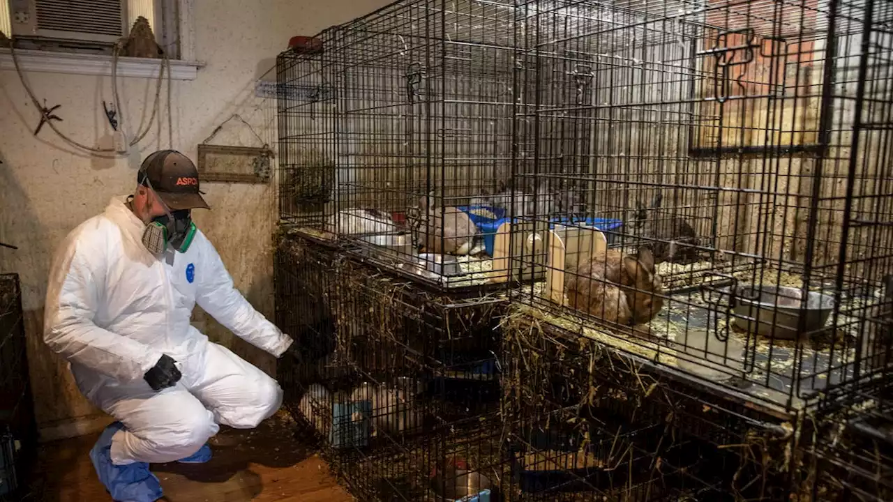 New York woman arrested after nearly 300 neglected animals 'covered in vermin' found in her home