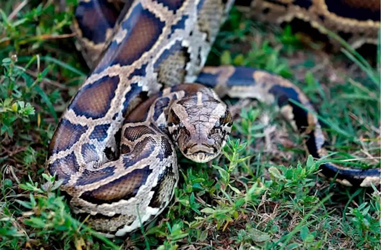 231 pythons removed from south Florida during 10-day challenge