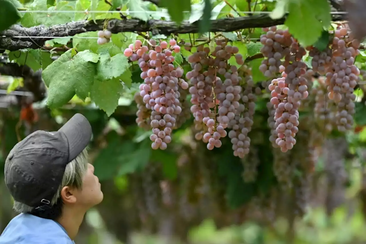 Le koshu, l'ascension d'un vin à l'âme japonaise