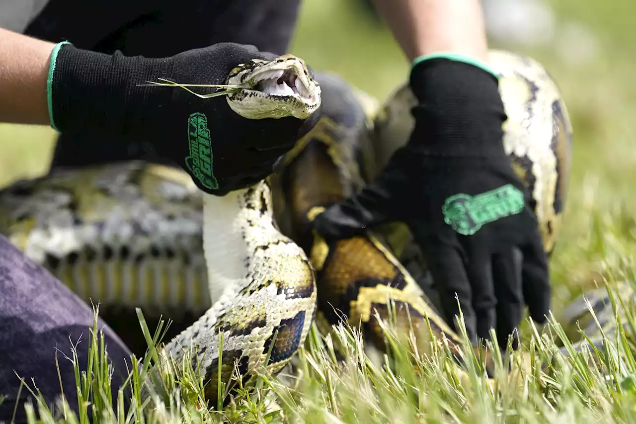 230 pythons taken from Florida Everglades in annual contest