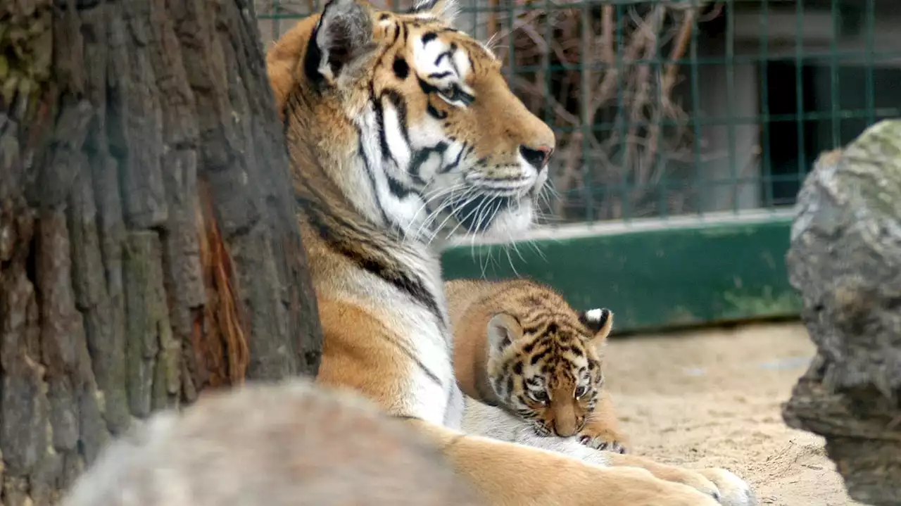 Zoo Berlin muss Tiger Darius einschläfern