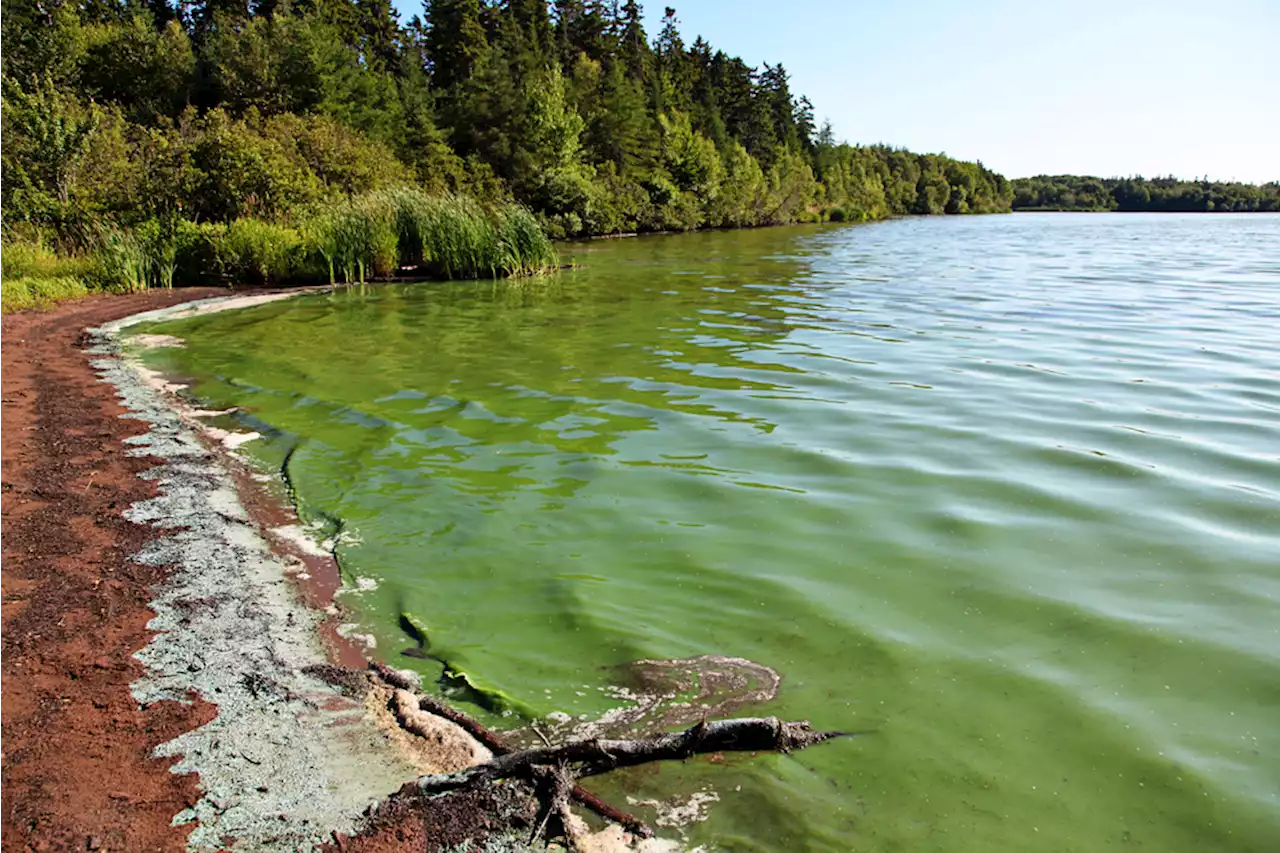 Blue-Green Algae Could Help Treat Cancer And Alzheimer's Disease