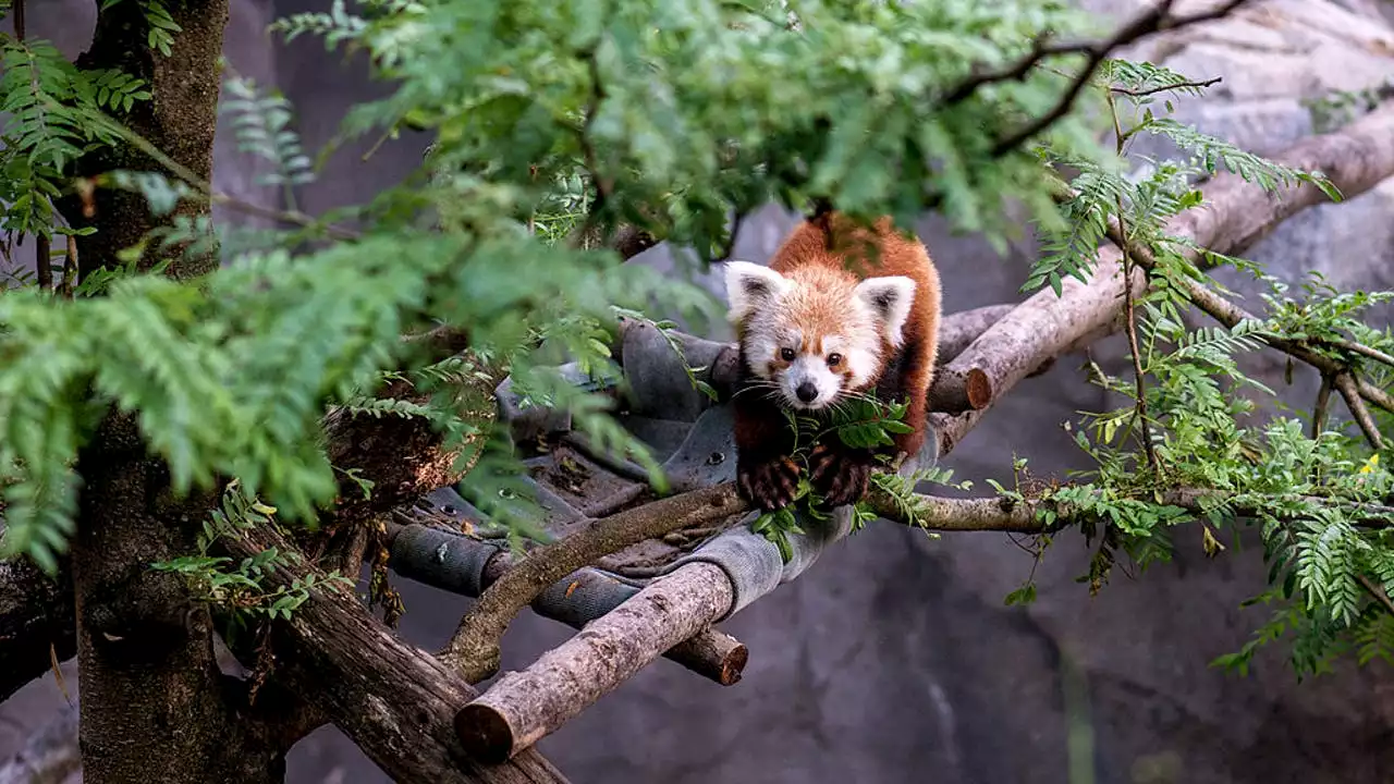 Rusty the red panda, who once famously escaped the National Zoo, has died