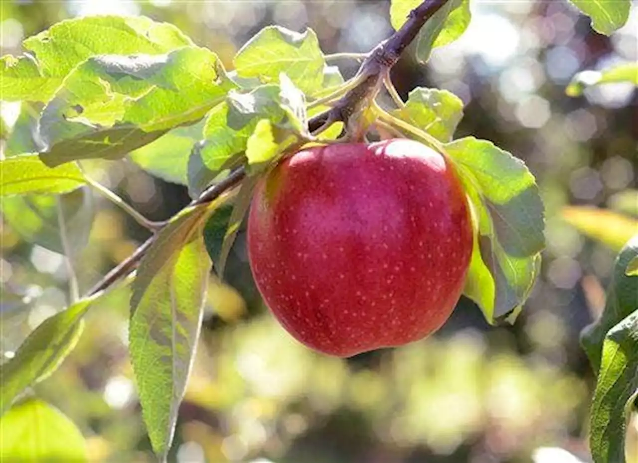 Apple a day ... and 4 other great fall food choices that are healthy and delicious